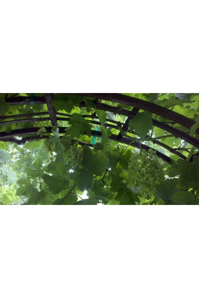 Виноград столовый Лорано на опоре в виде арки